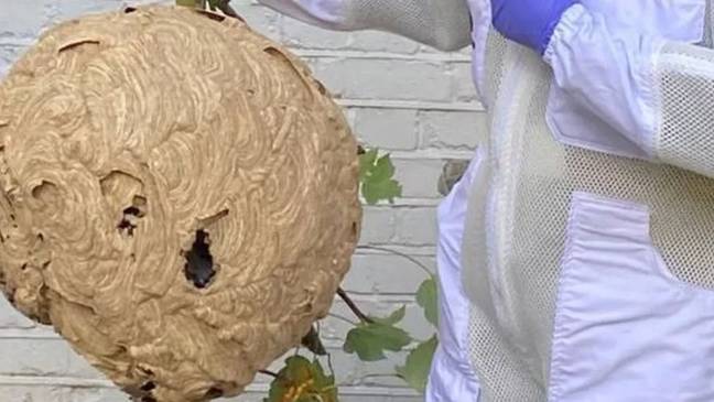 The nest was compared to a 'basketball' in size. Credit: DEFRA