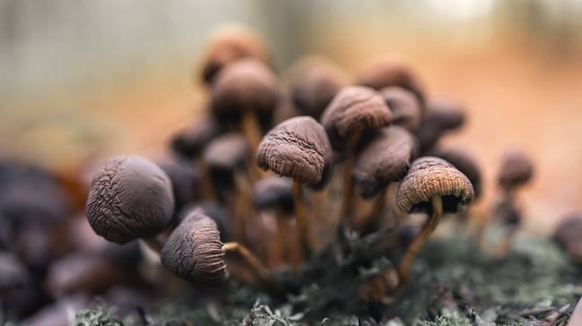 Studie ukázaly, že psilocybin může pomoci lidem s depresí. Kredit: Pexels