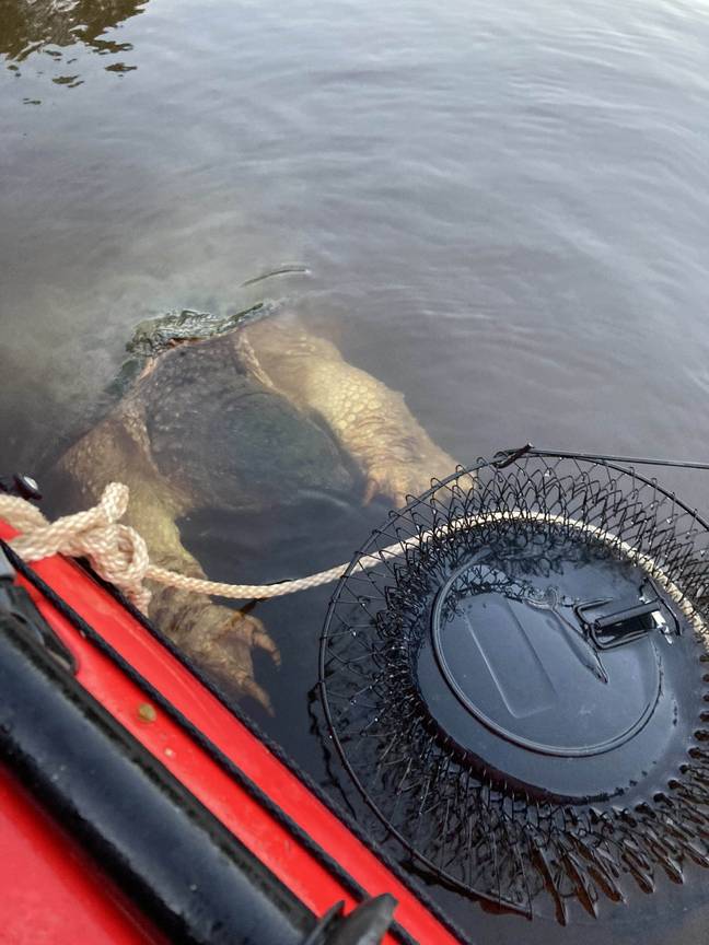 The creature, which turned out to be a snapping turtle, had huge bear-like claws. Credit: Penn News