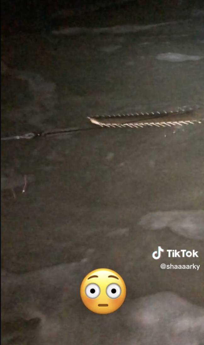 Sawfish's are notoriously illusive. Credit: TikTok/Shaaaarky