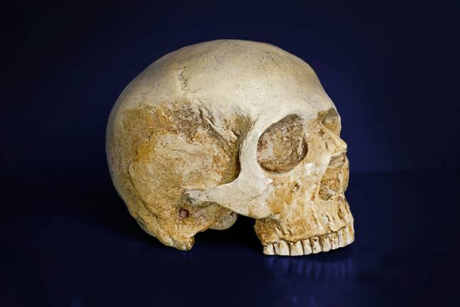 The skull does a top-notch job of keeping our brains from getting squished. Credit: imageBROKER / Alamy Stock Photo