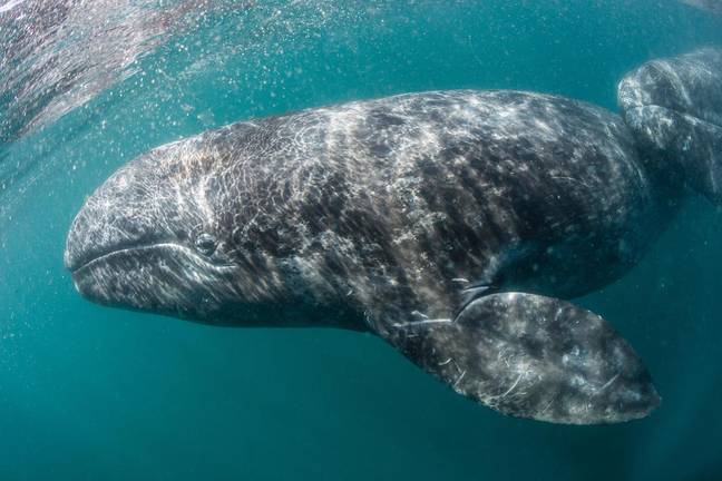 Gray whale. Credit: Alamy