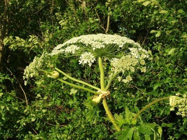 Giant hogweed is an enormous cow parsley-like plant that can cause burns to dogs and humans. Credit: Liverpool Echo