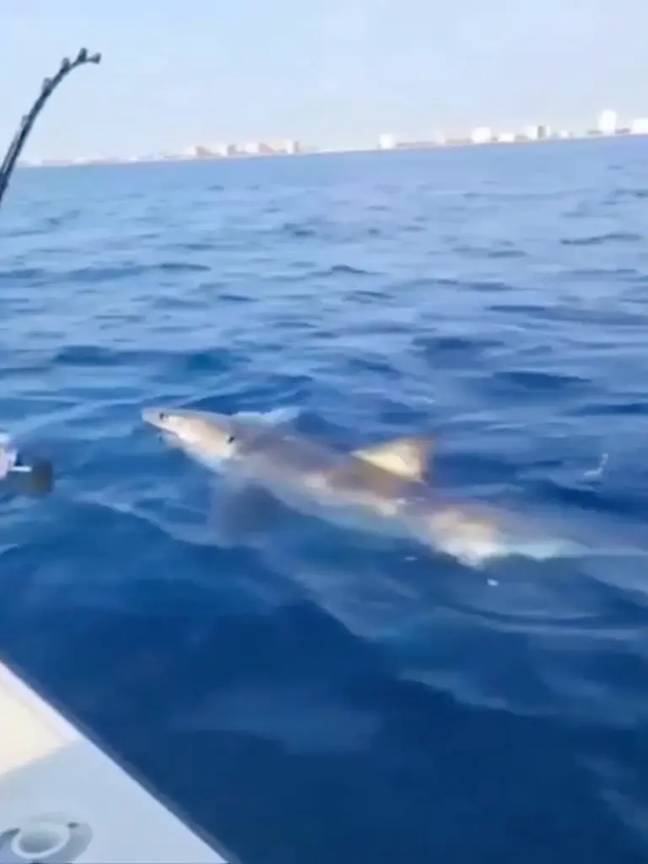 What a catch! Credit: WSVN