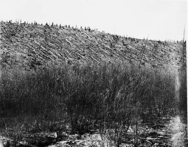 A photograph of the forest damage after the Tunguska event in 1908. Photo taken in 1929. Credit:The Natural History Museum / Alamy