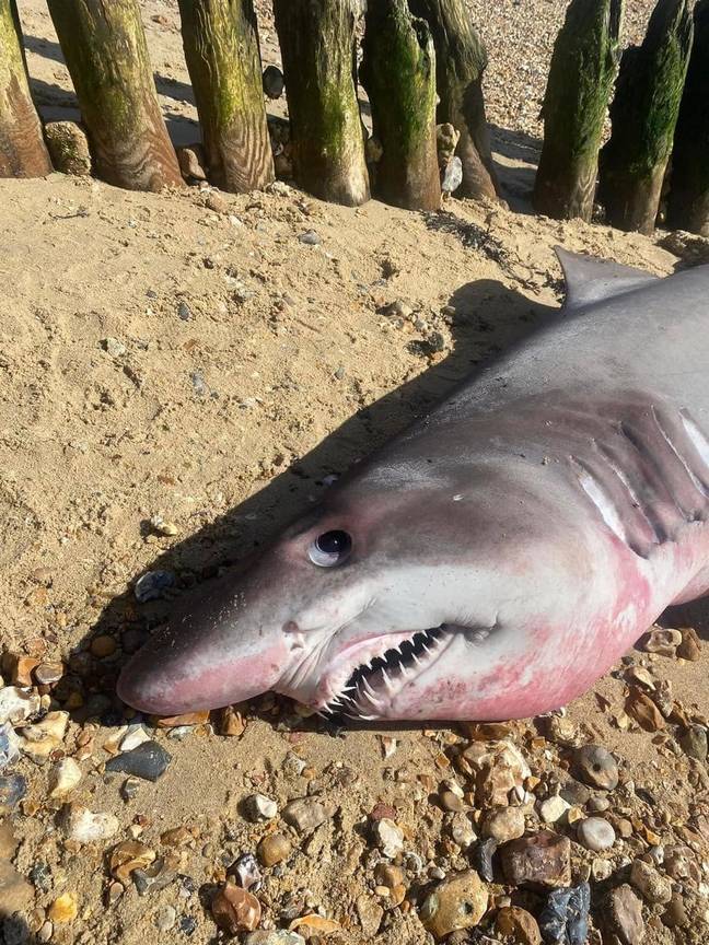 The large shark came ashore at Lepe beach in Hampshire. Credit: Facebook/British Big Game Fishing