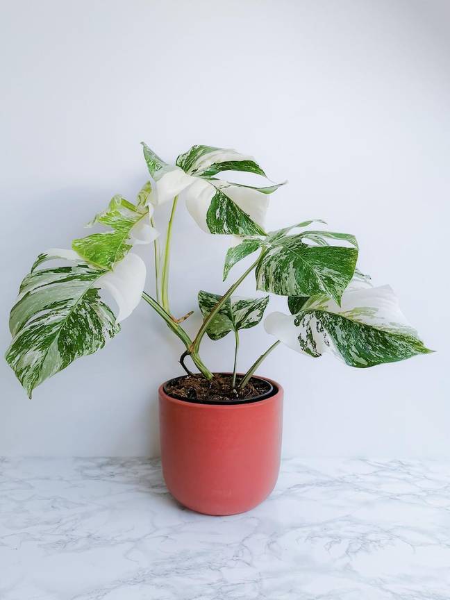 The variegated Monstera Deliciosa. Credit: Alamy