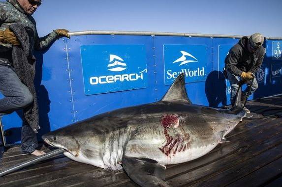 Maple was bitten by another creature despite being 11ft. Credit: Ocearch