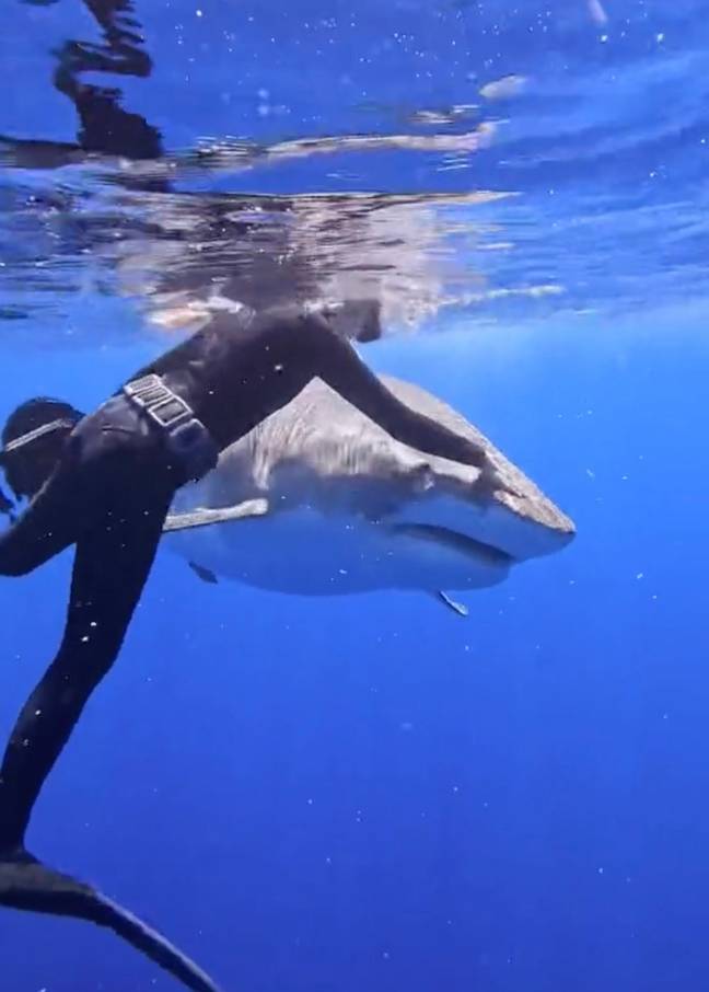 Tiger sharks can be dealt with by pushing down on their head and guiding them away. Credit: TikTok/@mermaid.kayleigh/featuring @andriana_marine