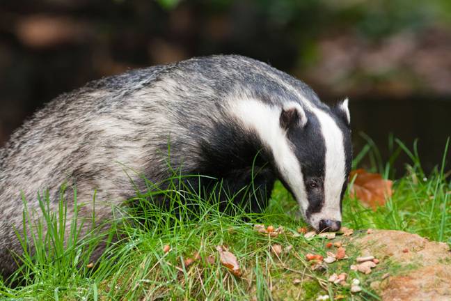 Badgers had been repeatedly digging up human remains from a nearby church and leaving them in Ann’s garden. Credit: Alamy 