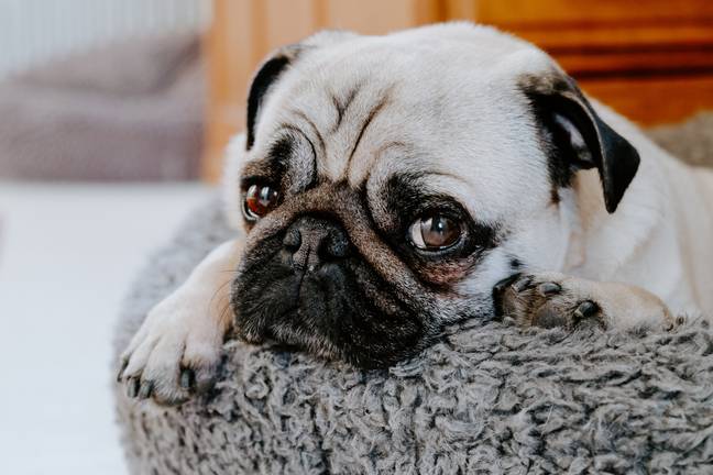 Dogs with flat faces, like pugs, 'tend to be more sensitive to extremes of temperature.’ Credit: Unsplash.