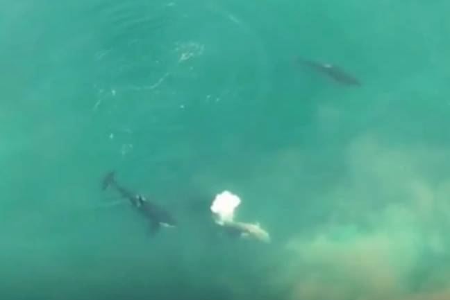 The shark is circled by three killer whales. Credit: Discovery+