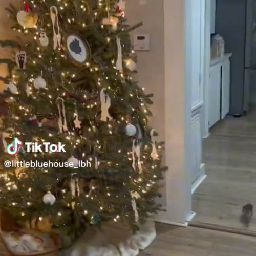 The rat certainly surprised the family. Credit: littlebluehouse_lbh/tiktok 