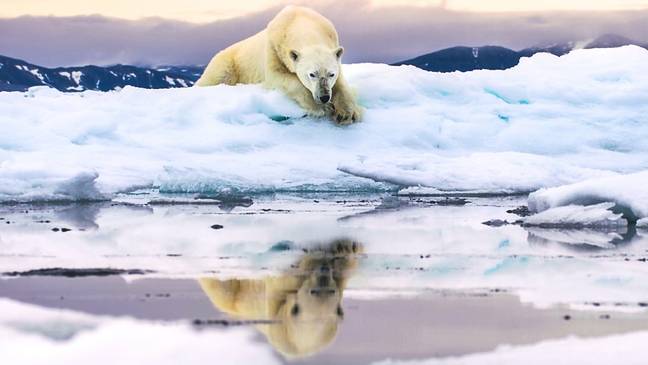 The future is bleak for the animals at the poles if something isn't done. Credit: BBC