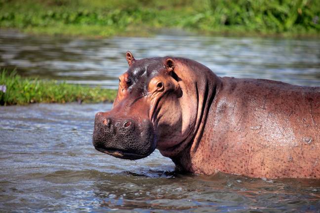 Hippos are large and dangerous despite being herbivores. Credit: Ivan Vdovin / Alamy Stock Photo