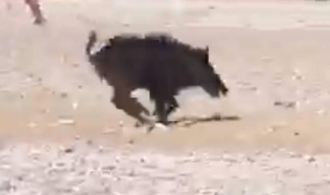 Beachgoers fled as the boar ran across the sand. Credit: Solarpix