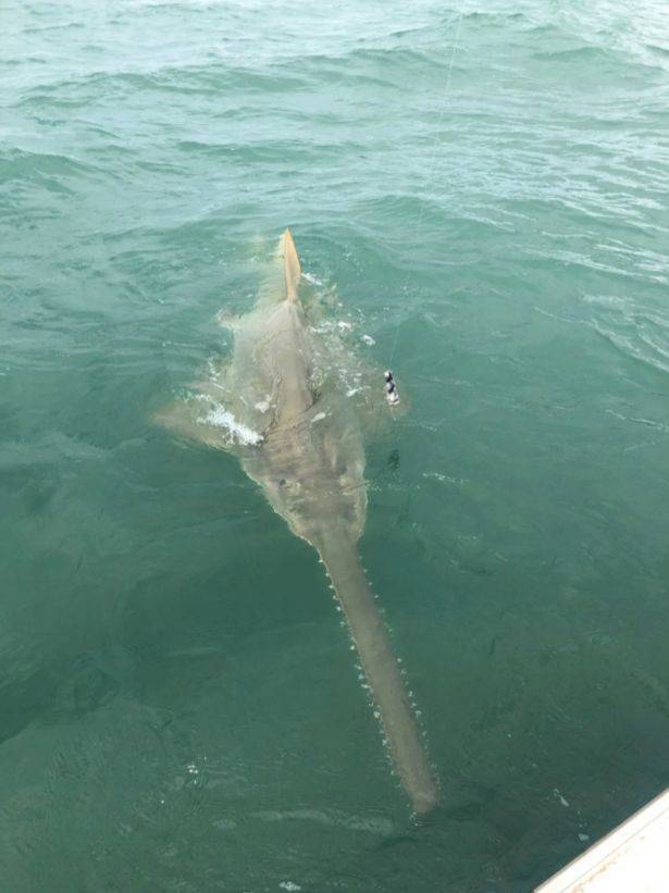 The sawfish is extremely rare and strange. Credit: Instagram/finandflycharters