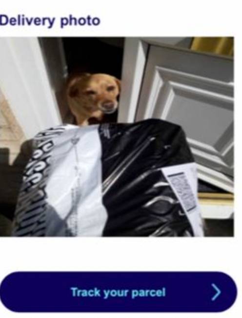 Mazie took care of her owner's recent Hermes delivery. Credit: Triangle News