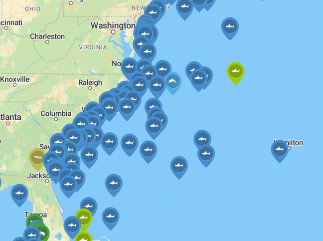You can track the location of sharks on their site. Credit: Ocearch