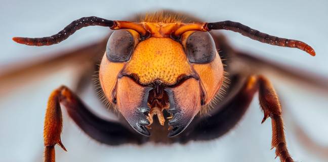 An Asian hornet. Credit: Alamy