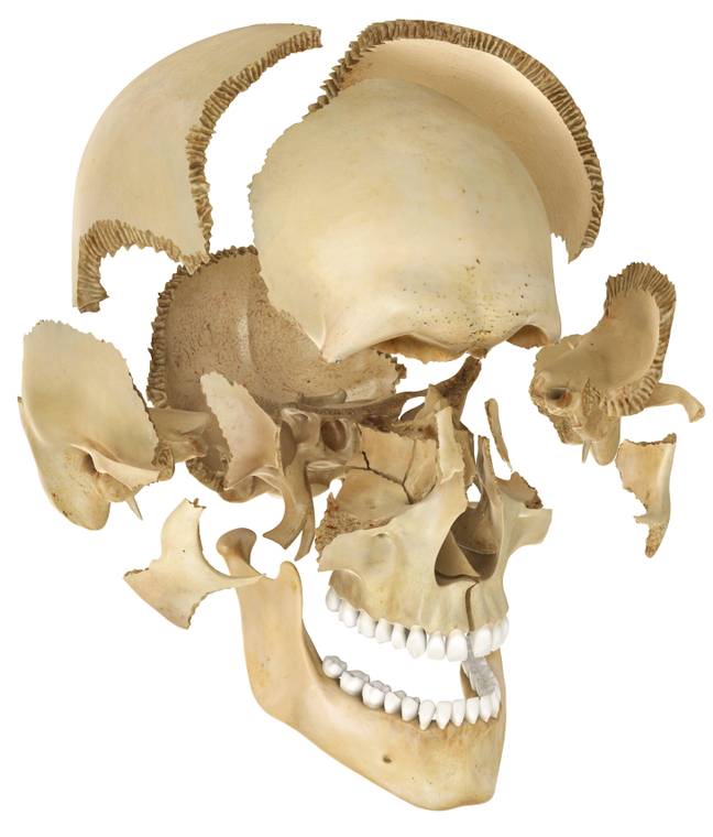 The skull is actually made up of several different bones and joined together with sutures. Credit: Dorling Kindersley ltd / Alamy Stock Photo
