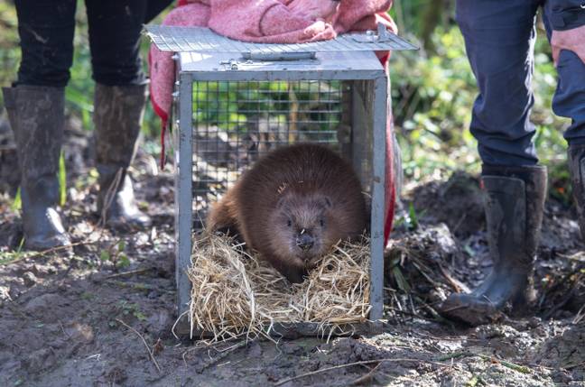 Sadly, the male beaver was found dead last week. Credit: SWNS