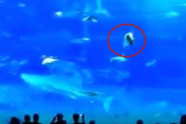 The video, which is believed to have been filmed in 2013, shows the sudden and shocking death of a fish in an Okinawa aquarium. Credit: Reddit/u/29PiecesOfSilver
