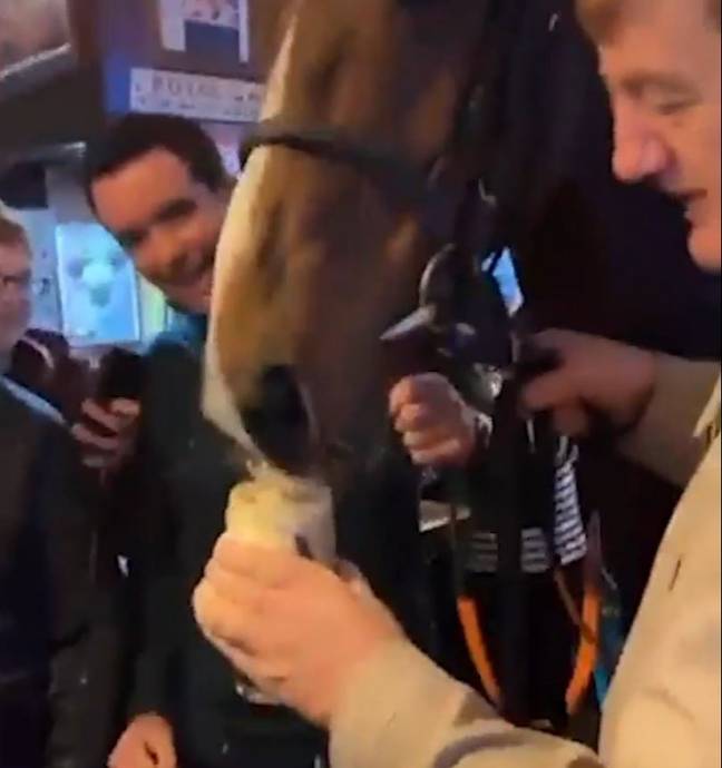 A Guinness-drinking horse is on the course for Cheltenham Gold Cup glory. Credit: Instagram/@Jhanlonracing