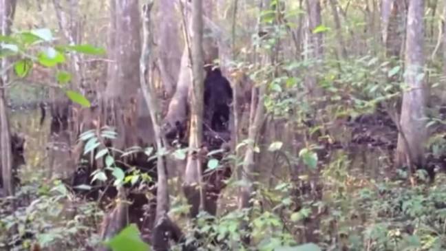 Meldrum believes there could be thousands of Bigfoot (Bigfeet?) in North America. Credit: Josh Highcliff/YouTube