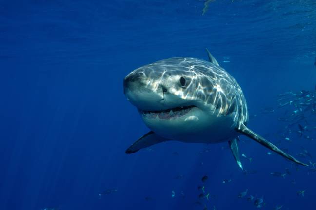 The shark has been confirmed to be a great white by the California Department of Fish and Wildlife. Credit: Shutterstock