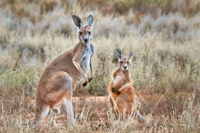 A Red Kangaroo with her joey. Credit: Ingo Oeland / Alamy
