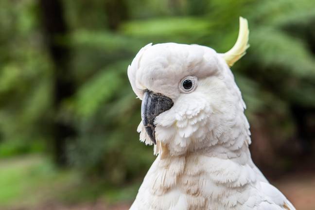 A cockatoo. Credit: Piter Lenk / Alamy Stock Photo