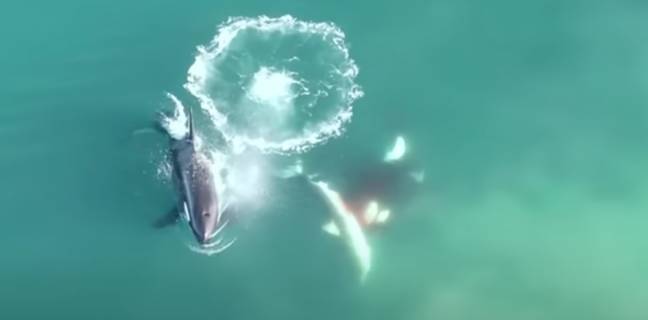 As if great whites weren't scary enough, imagine crossing paths with a pod of orcas. Credit: Sea Search Research &amp; Conservation