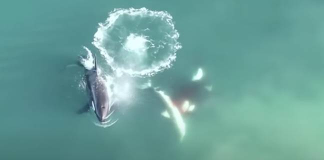 Whale Predators World's first aerial footage of killer whales hunting and killing great ...