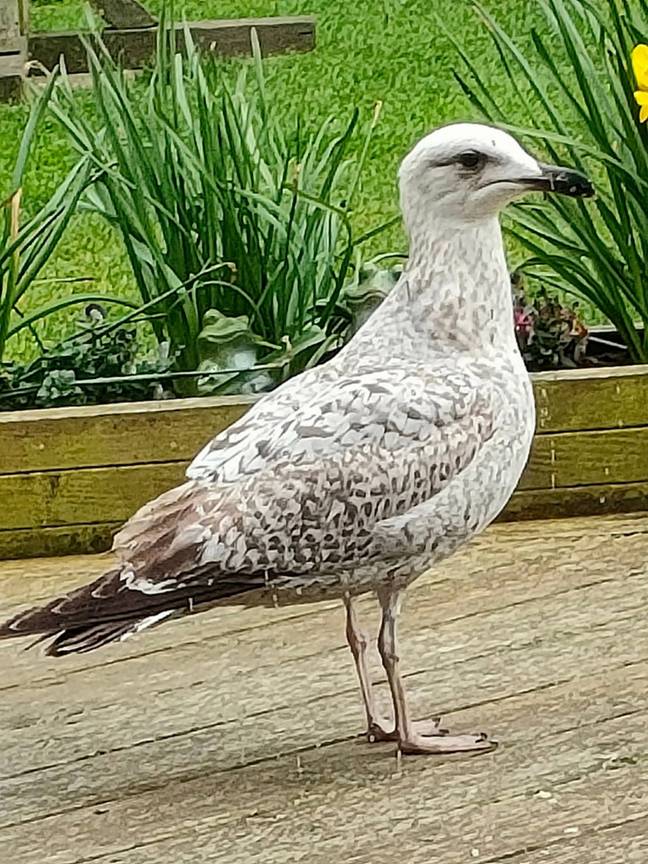 Cedric, the seagull terrorising the Isle of White. Credit: Solent
