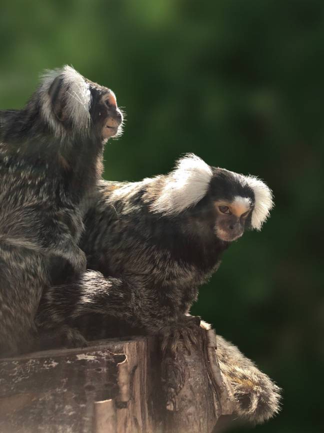 Milly and boyfriend Moon were both rescued from the pet trade and like spending time together. Credit: Monkey World
