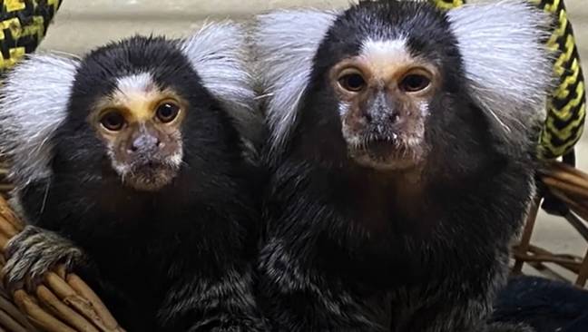 Milly now has a pal called Moon. Credit: Monkey World