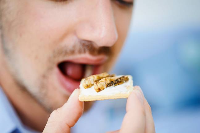 Eating insects hasn't exactly reached the mainstream. Credit: BSIP SA / Alamy Stock Photo