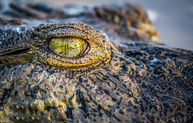 Sadly, the likelihood of crocodiles in the North Sea is almost impossible. Credit: Shutterstock