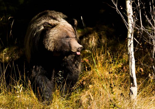 A grizzly bear in Banff National Park. Credit: Christopher Martin Photography / Alamy Stock Photo