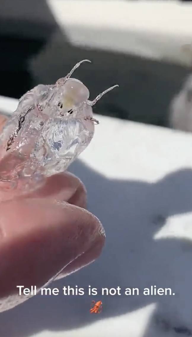 Look at this little guy. Cute right? Credit: Figen/Twitter