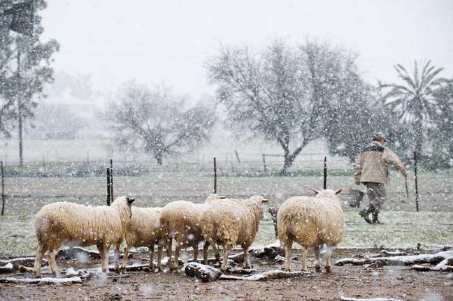 Snow at the Northern Cape, South Africa, August 2013. Credit: Nature Picture Library / Alamy 