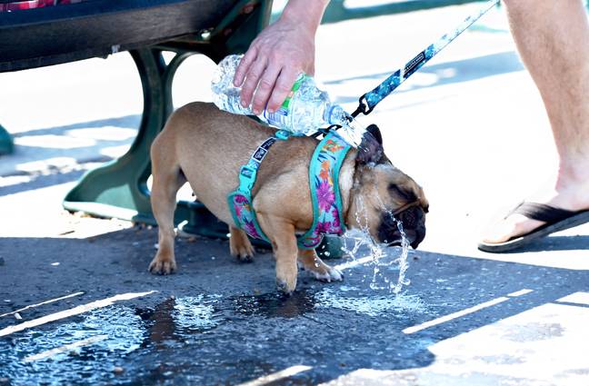 The RSPCA and Blue Cross have issued a warning to pet owners ahead of the heatwave which is set to hit the UK this week. Credit: Alamy