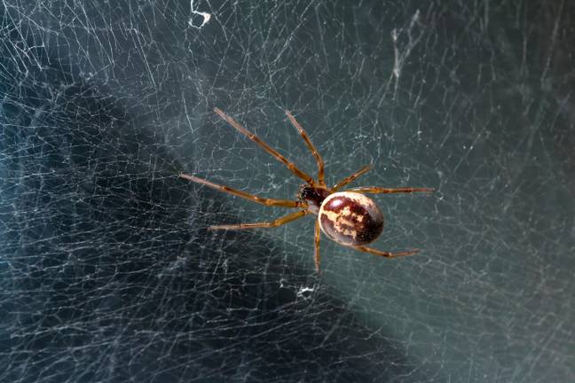 False widows usually only bite when they feel threatened. Credit: Ed Marshall/Alamy Stock Photo