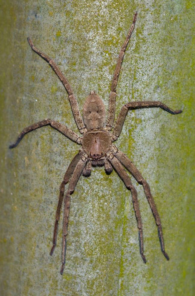 Huntsman spider in Klungkung, Bali, Indonesia. Credit: Alamy
