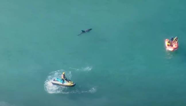 The dolphin was badly injured. Credit: Channel 7