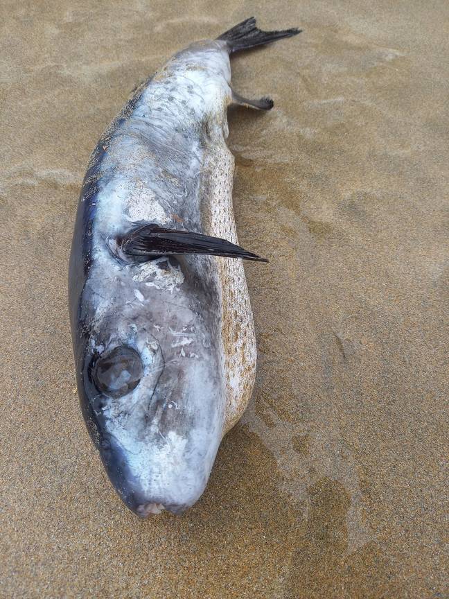 Washed Up Rotten Fish UK news: Deadly fish carrying poison '1,200 deadlier than cyanide ...