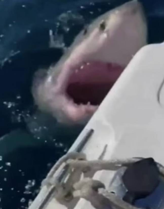 The shark launched itself at the boat. Credit: Nine News