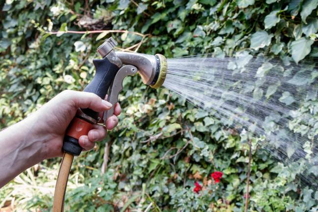 Hosepipe bans have been introduced in parts of the country. Credit: Michael Heath/Alamy Stock Photo