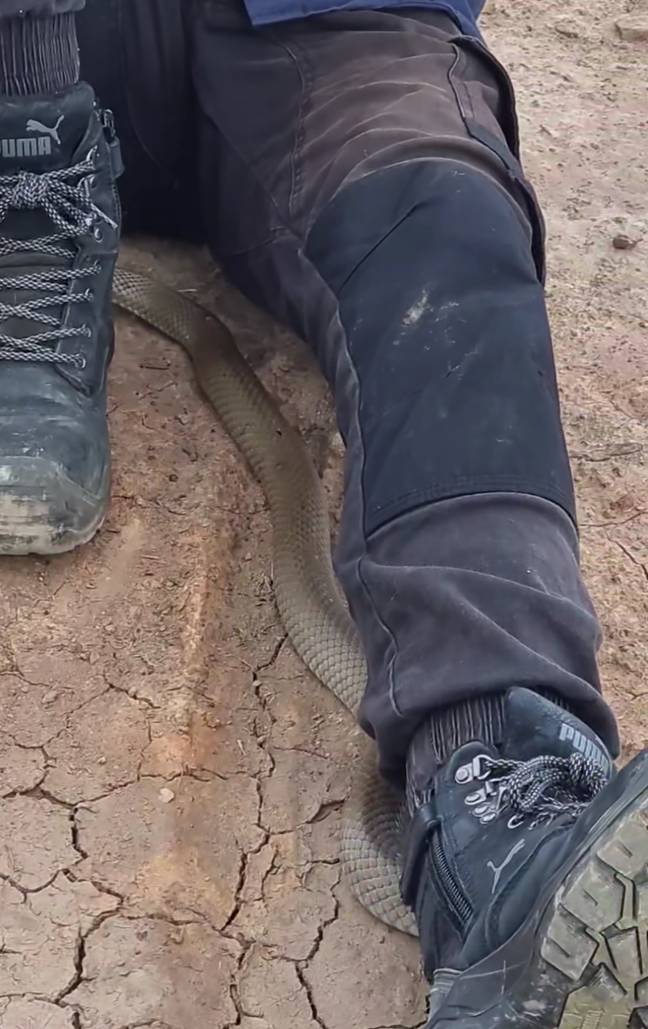 The reptile came right up to her legs. Credit: Facebook/Harrison's Gold Coast and Brisbane Snake Catcher